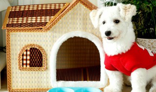 清理狗窝卫生小妙招（清理狗窝用什么消毒）