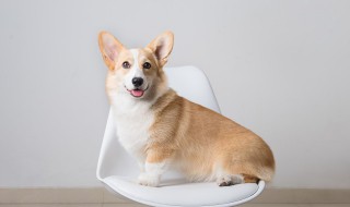 柯基喂养方法和注意事项（柯基喂养方法和注意事项有哪些）