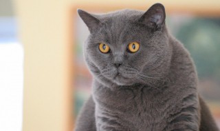 英国短毛猫和异国短毛猫的区别（英短 异国短毛猫）