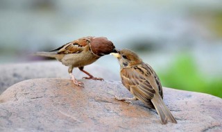 麻雀幼崽的喂养方法 麻雀幼崽的喂养方法视频