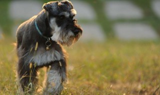 雪纳瑞掉毛吗 雪纳瑞掉毛吗体味重吗