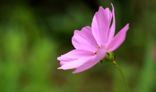 格桑花是什么 格桑花是什么花