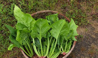 菠菜豆腐的做法大全 菠菜豆腐为什么不能一起吃