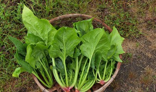 菠菜种子怎么种 菠菜怎么播种发芽快