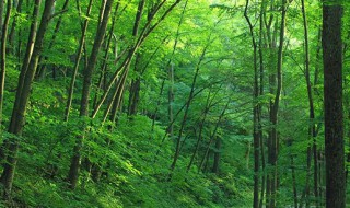 平地木的功效与作用（平地木的功效与作用的功能与主治）