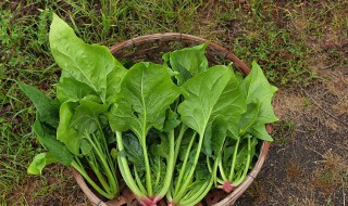 地瓜和菠菜能一起吃吗 地瓜和菠菜相关介绍