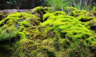 苔藓怎么种植 室内苔藓的种植方法