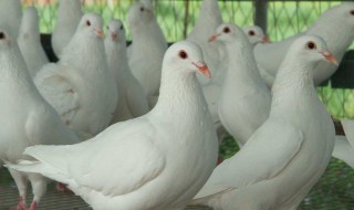 鸽子的养殖方法 鸽子的养殖方法教程