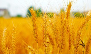 麦子什么时候成熟 麦子什么时候成熟季节