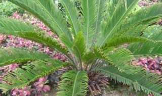 裸子植物和被子植物的区别 裸子植物和被子植物的区别表格