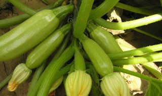 葫组词2字（葫组词2字除了葫芦还有什么词）