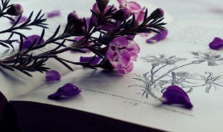 wolf的复数 wolf的复数形式怎么写