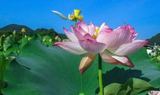 予独爱莲之出淤泥而不染什么意思（予独爱莲之出淤泥而不染,濯清涟而不妖什么意思）