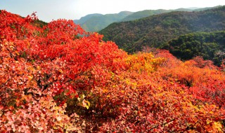 北京香山红叶观赏时间 北京香山红叶观赏时间表