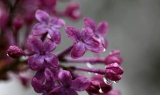 芭蕉不展丁香结丁香空结雨中愁的意思 诗的原文是什么