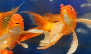 新手草缸开缸及养水步骤 新手草缸开缸及养水步骤图