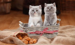 去除沙发上猫毛的小妙招 去除沙发上猫毛的小妙招有哪些