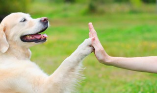高调响亮的宠物名字霸气拉风（宠物名字大全超拽霸气）