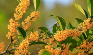 桂花树叶子发白怎么办 桂花树叶子有白点怎么处理