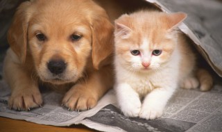 铲屎官如何喂养泰迪（怎样喂养泰迪犬和注意事项）