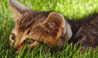 六种适合家养的宠物猫（六种适合家养的宠物猫排名）