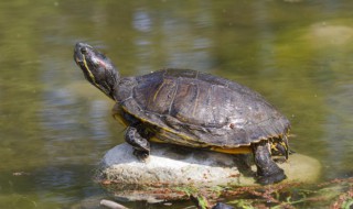 超详细的养龟小常识（超详细的养龟小常识大全）