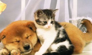 猫可以和人一起睡觉吗（猫可以和人一起睡觉吗为什么）