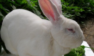 安哥拉兔怎么养（安哥拉兔如何养）