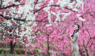 人面桃花别样红意思（人面桃花别样红是哪一首诗）