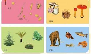 生物的分类（生物的分类思维导图）