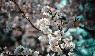 武大樱花节什么时候 武大樱花几点