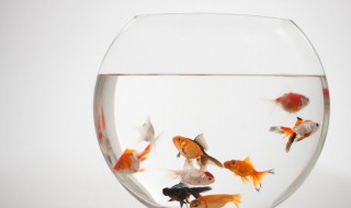 养鱼水太硬怎么办 养鱼水太硬怎么办视频