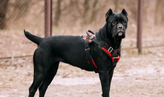 意大利护卫犬介绍（意大利护卫犬介绍资料）