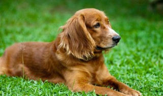 训练幼犬的正确方法 训练幼犬的步骤