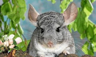 宠物龙猫是猫吗（宠物龙猫是猫吗还是猫）