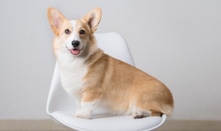 怎么训练柯基 怎么训练柯基犬定点大小便