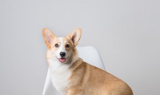 狗狗不能吃的东西有哪些（狗狗十大禁忌食物）