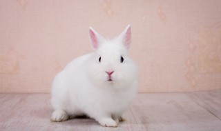 迷你兔如何养 迷你兔怎么养