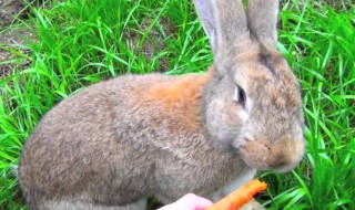 巨型花明兔怎么养 巨型花明兔怎么养才能开花