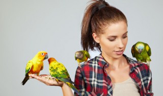 如何养林肯港鹦鹉 林肯港在哪里