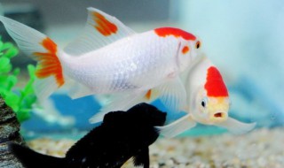 如何饲养金鱼和鱼的介绍（金鱼饲养技术）