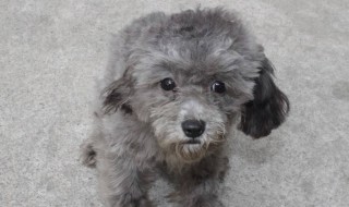 泰迪和贵宾的区别 泰迪和贵宾的区别视频