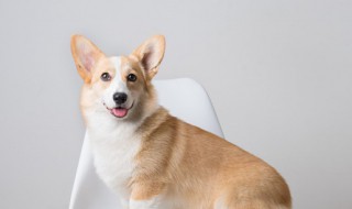 柯基训练方法 柯基训练技巧