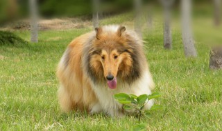 苏格兰牧羊犬好养吗（苏格兰牧羊犬好养吗?）