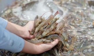 适合宝宝吃的虾的做法 宝宝食谱虾的做法