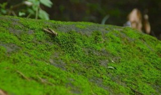 青苔是生物吗（青苔是生物吗请说明原因）