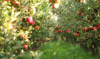 种苹果怎么种植方法（种苹果怎么种植方法图解）