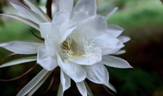 昙花的花蕊可以吃吗（昙花的芯能吃吗）