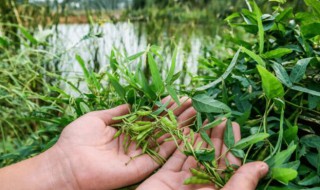 野韭菜能吃吗（内蒙古野韭菜能吃吗）