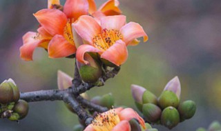 广州市树和市花是什么 广州市的市花是什么